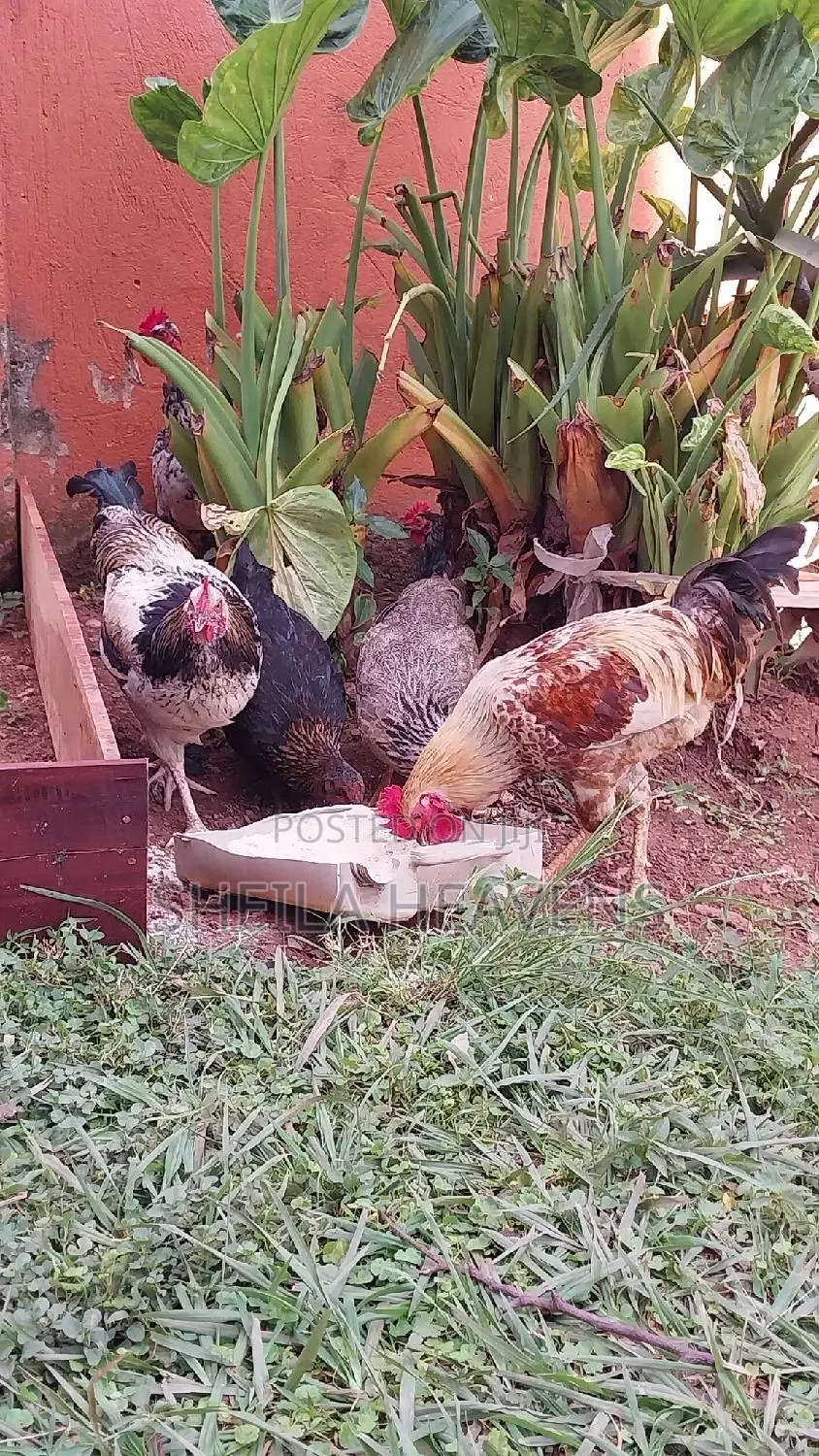 Local Hens and Cocks