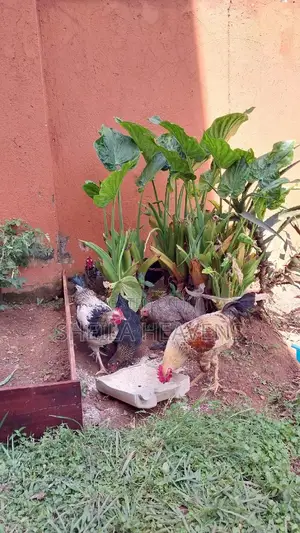 Local Hens and Cocks
