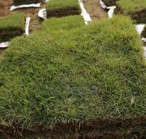 Hybrid Natural Carpet Grass