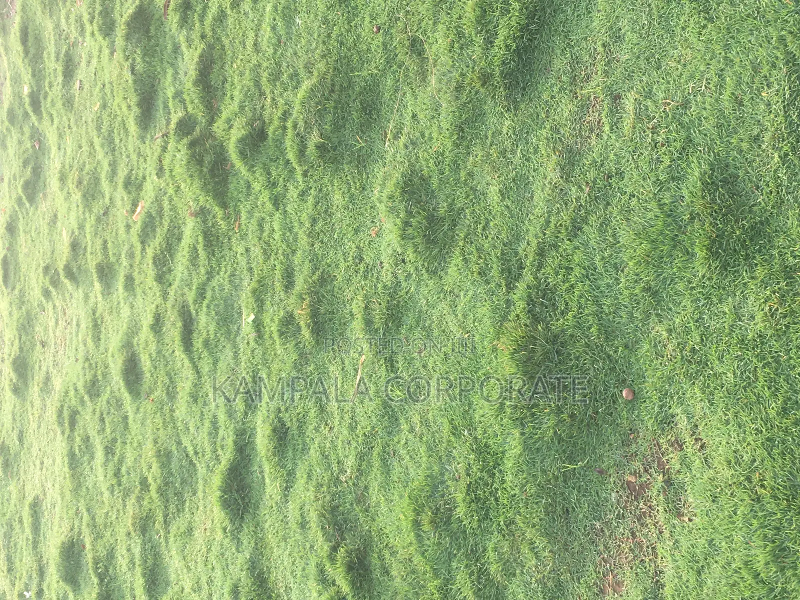 Natural Grass for Compound Free Planting