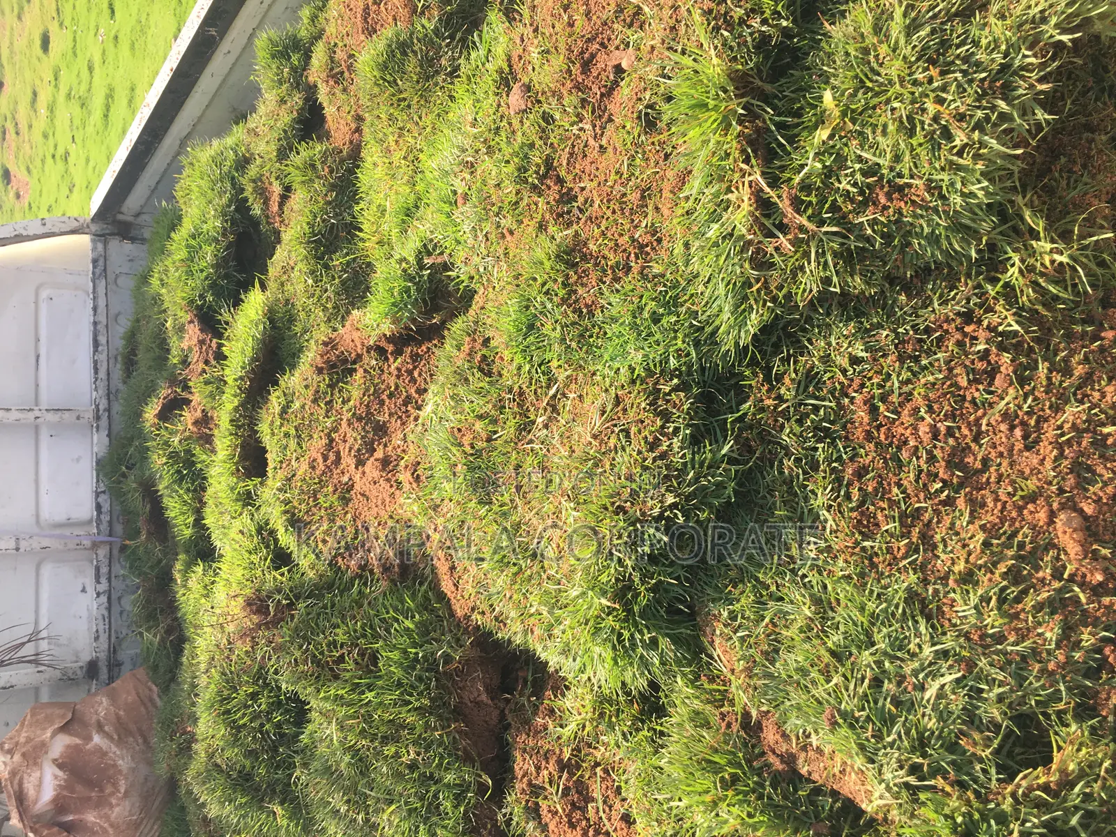 Natural Grass for Compound Free Planting