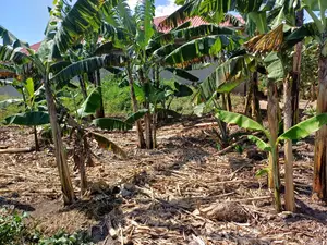 Affordable Plot on Quick Sale in Nsangi Near Police Post