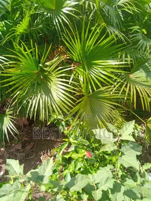 Chinese Fan Palms in All Types Available at Our Garden.