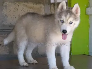 1-3 months Male Purebred Siberian Husky