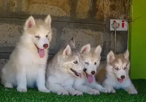 1-3 months Female Purebred Siberian Husky
