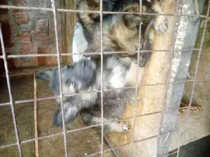 1-3 months Male Purebred German Shepherd