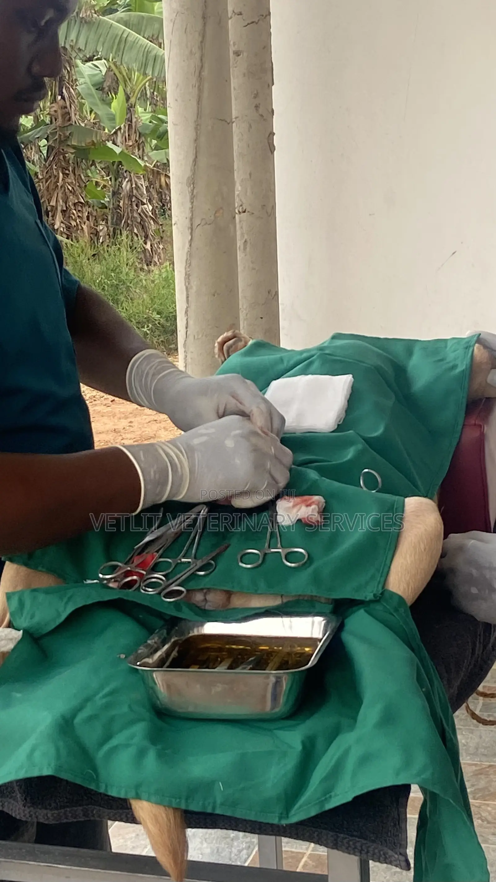 Veterinary Surgeon
