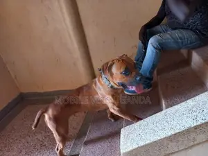 6-12 months Female Purebred Boerboel