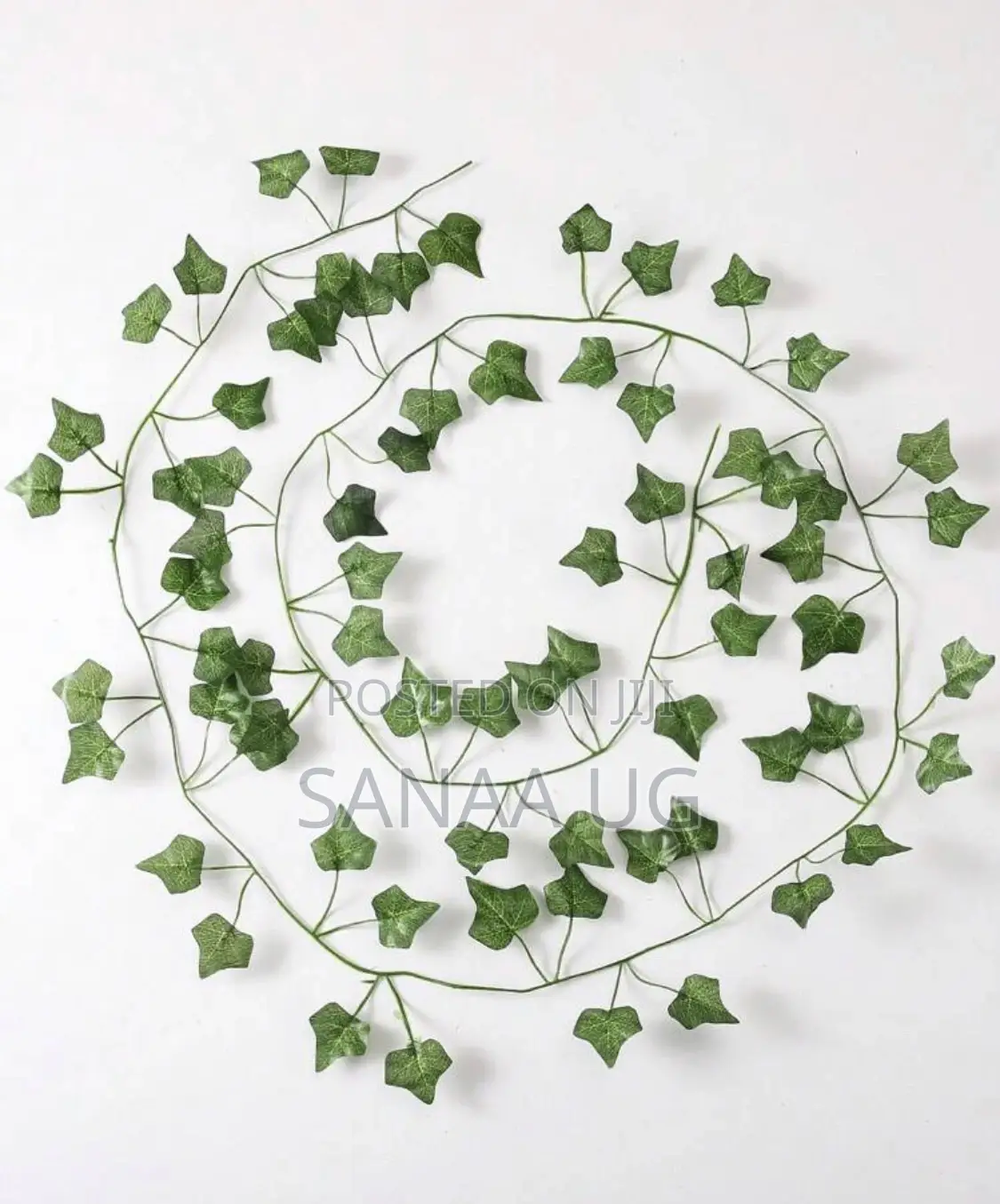 Plain Leaf Vine