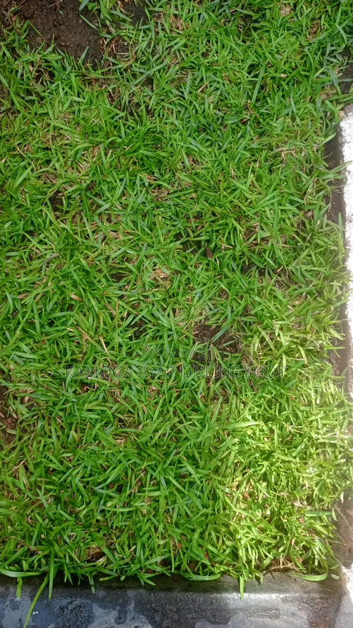 Hybrid Natural Paspalum Grass/Lawn