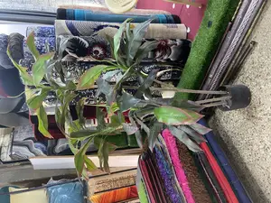 Quality Artificial Plants