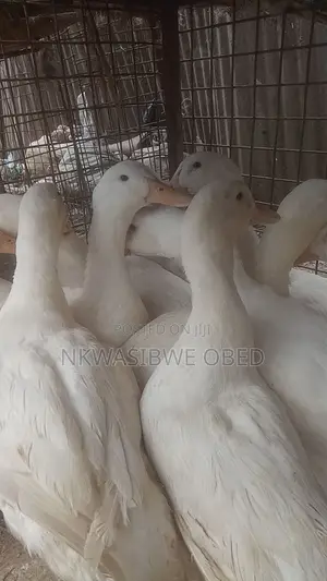 Jumbo Pekin Ducks