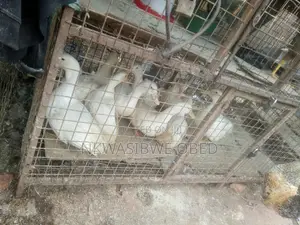 Jumbo Pekin Ducks