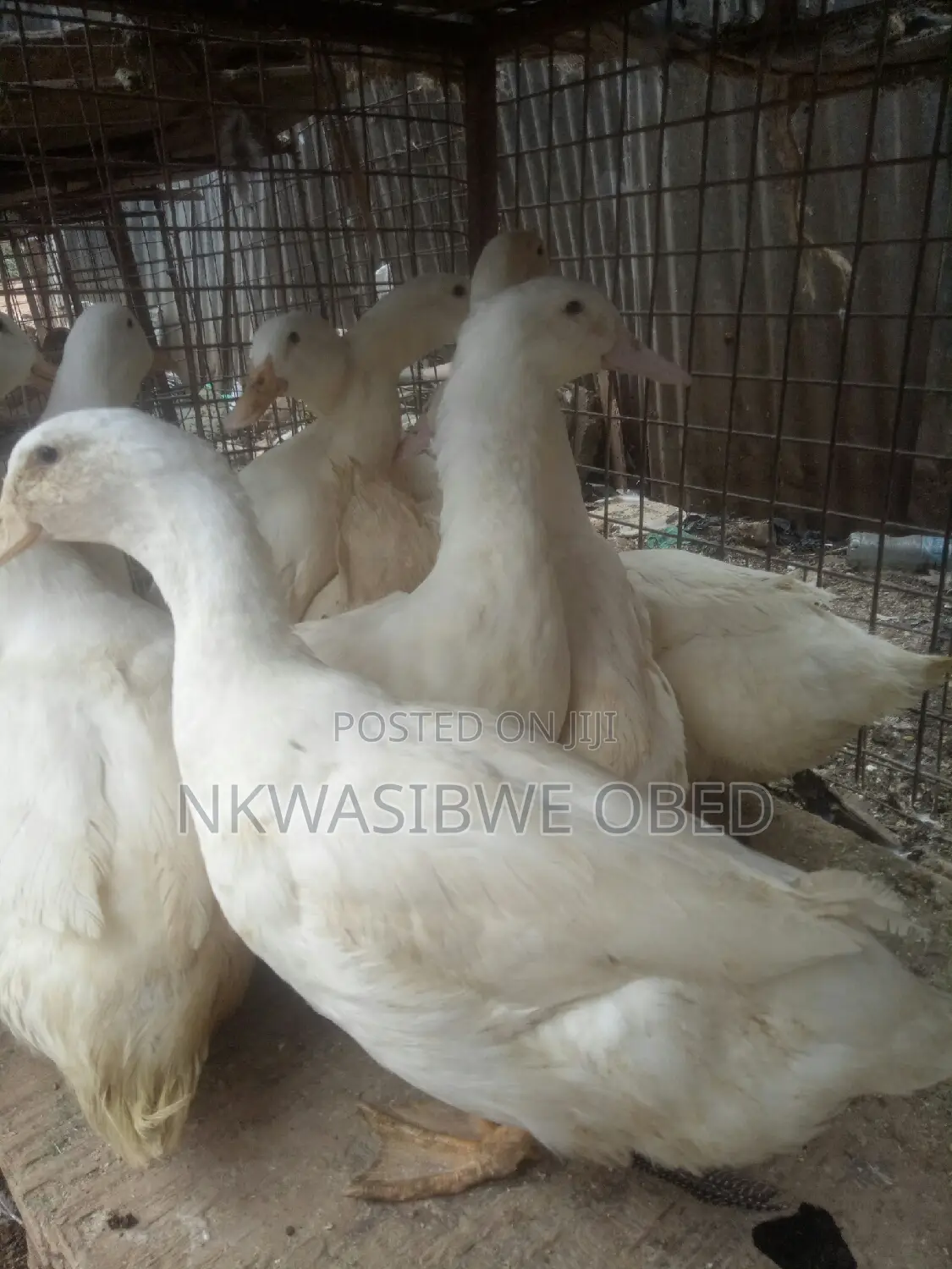 Jumbo Pekin Ducks