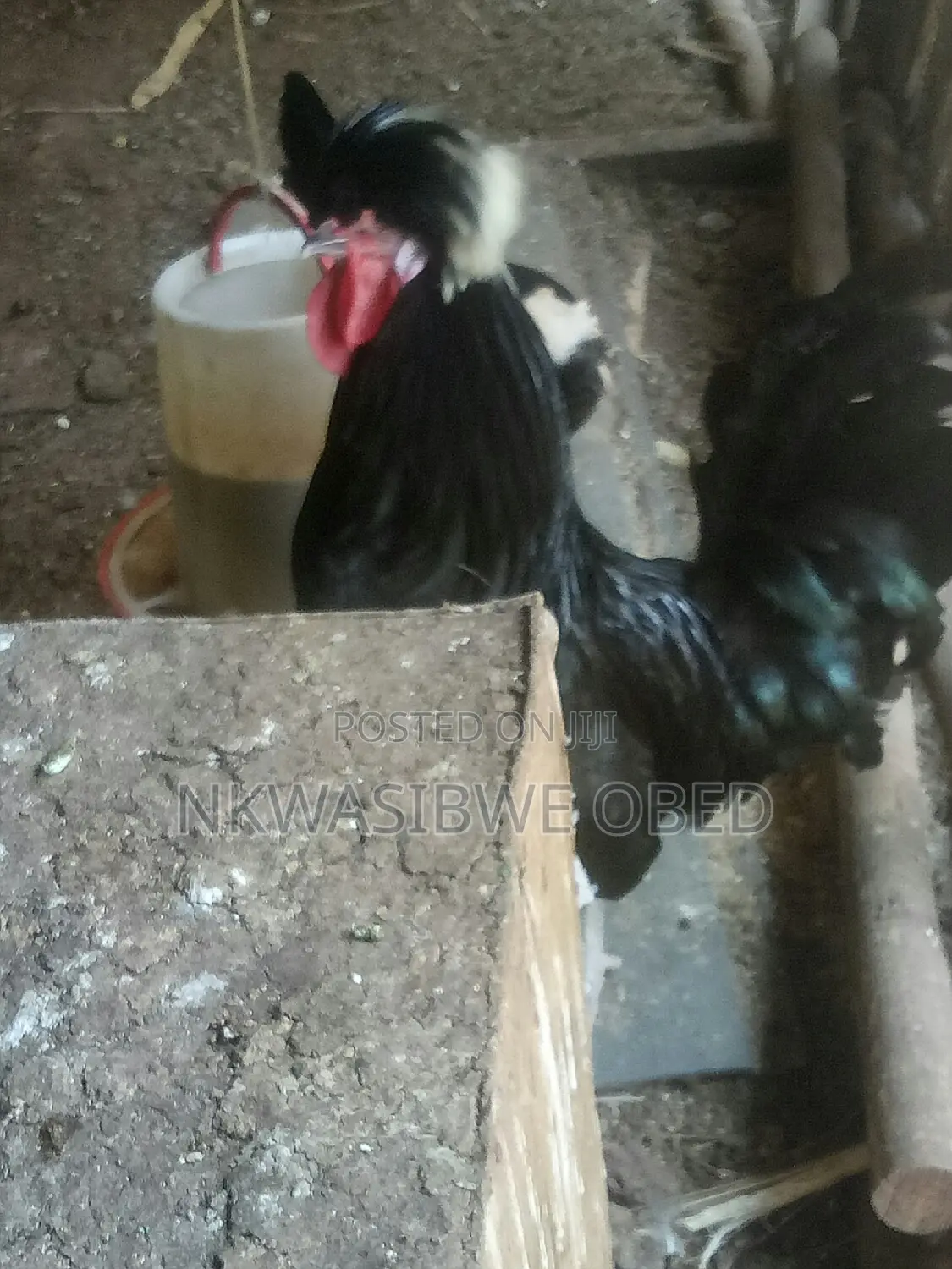 Polish Chicken
