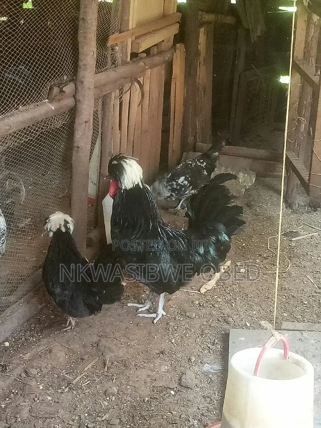 Polish Chicken