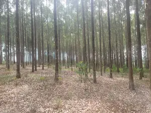 Mature Eucalyptus Trees for Sale