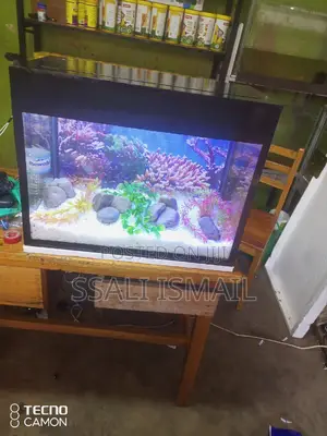 Small and Nice Aquarium
