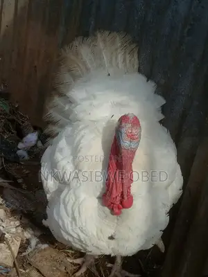 White Holland Male Turkey