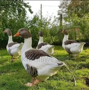 Mature Laying Geese