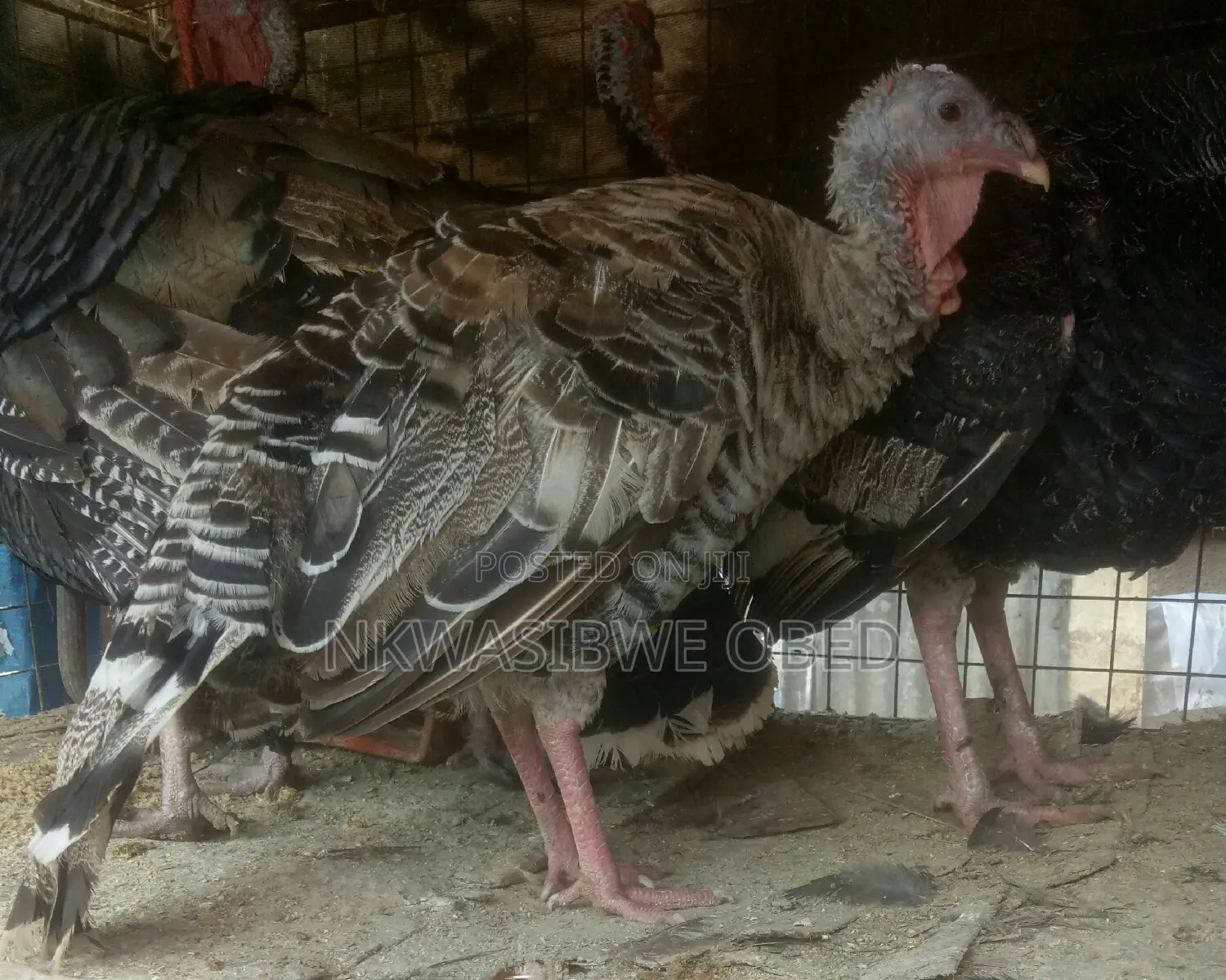 Laying Female Turkeys