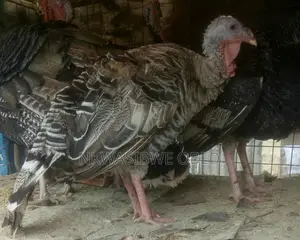 Laying Female Turkeys