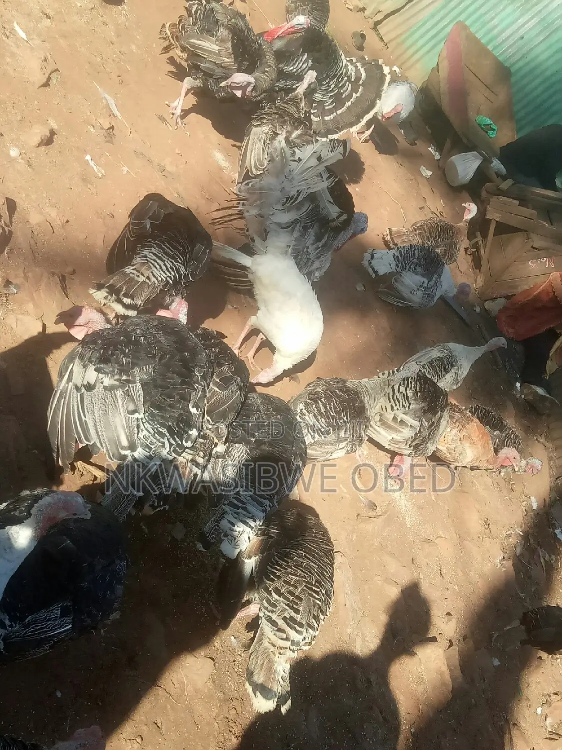 Laying Female Turkeys