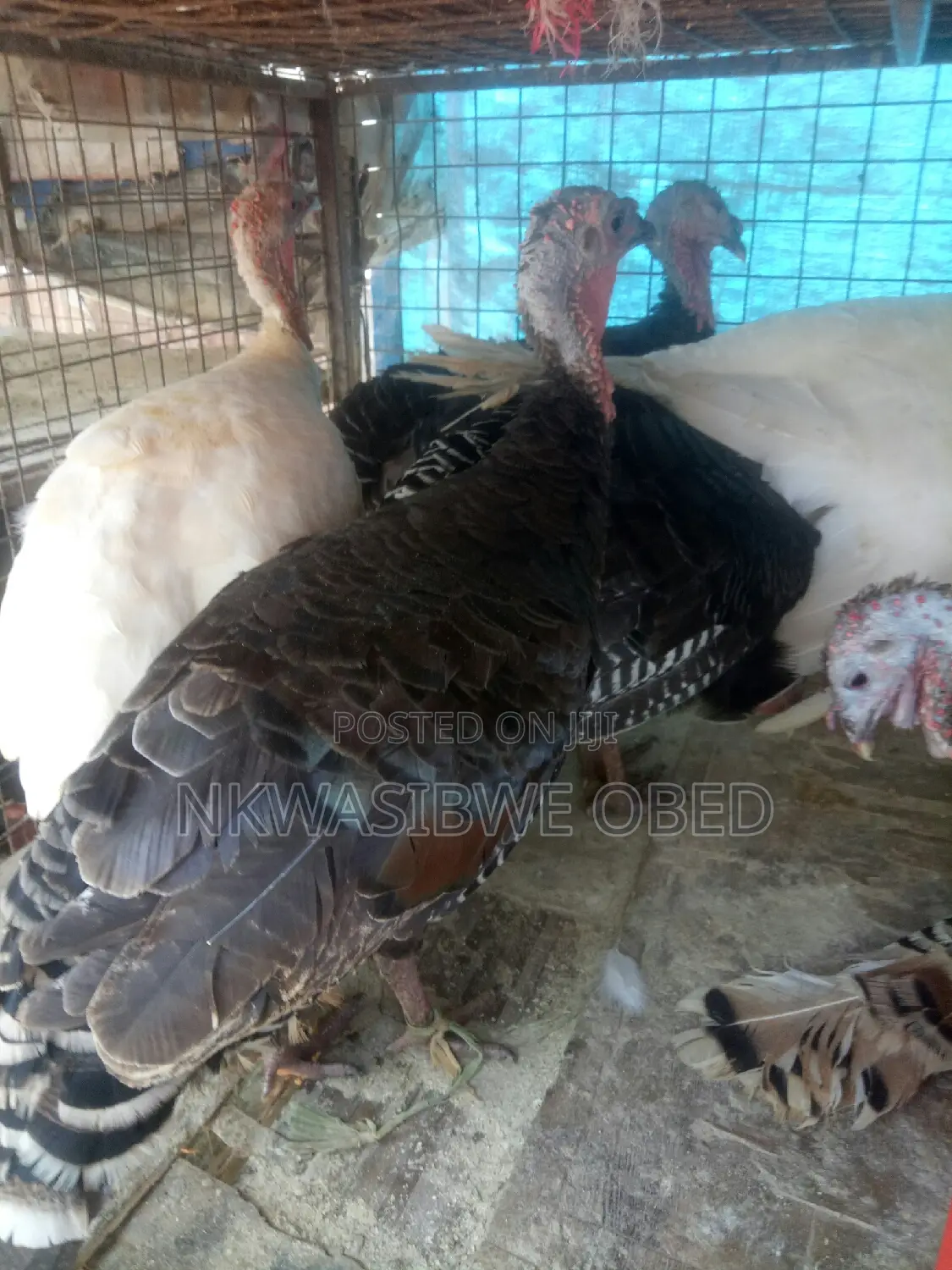 Laying Female Turkeys