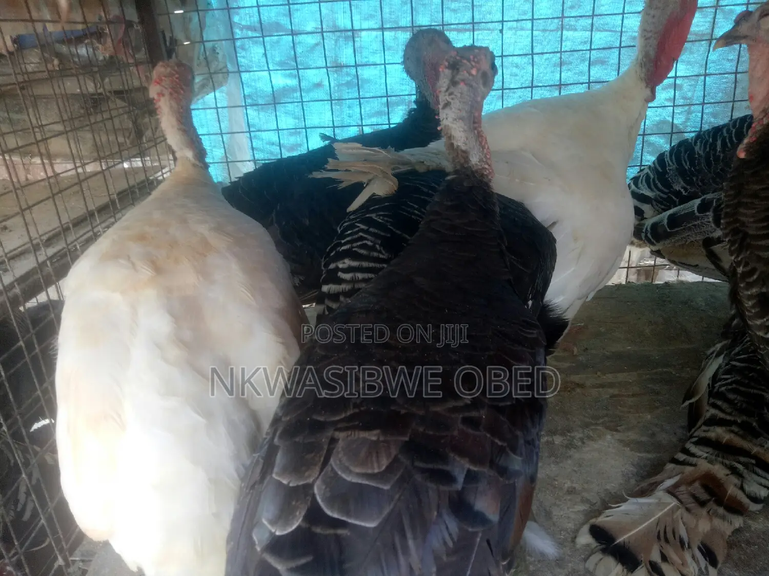 Laying Female Turkeys