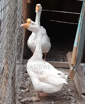 Chinese Geese