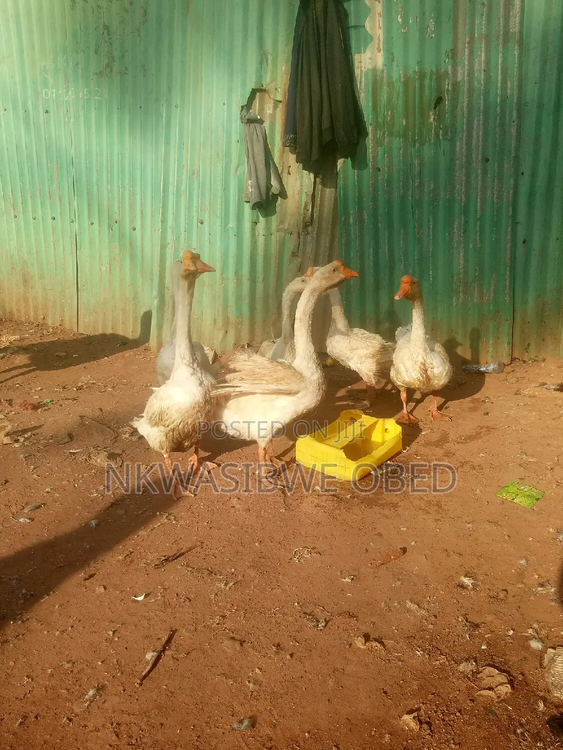 Chinese Geese