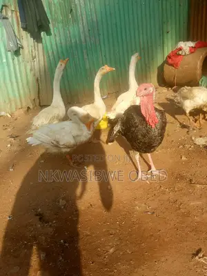 Chinese Geese