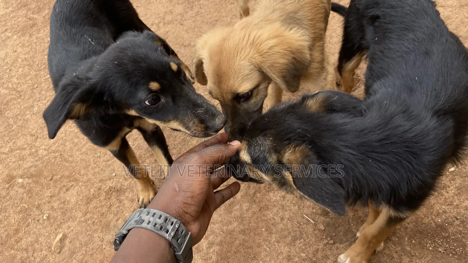 Veterinary Surgeon