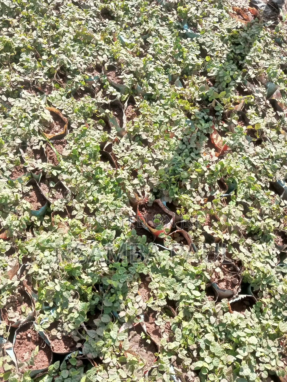 Wall Creeping Plant