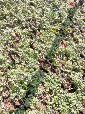 Wall Creeping Plant