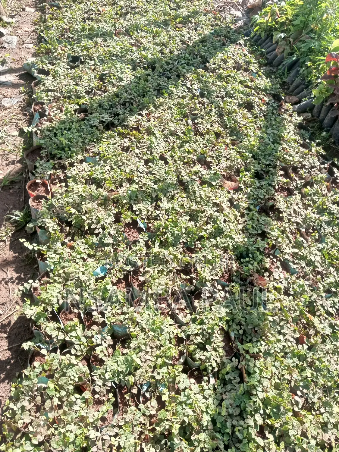Wall Creeping Plant