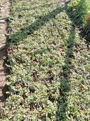 Wall Creeping Plant