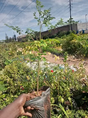Moringa Trees