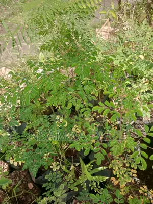 Moringa Trees