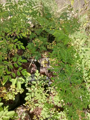Moringa Trees