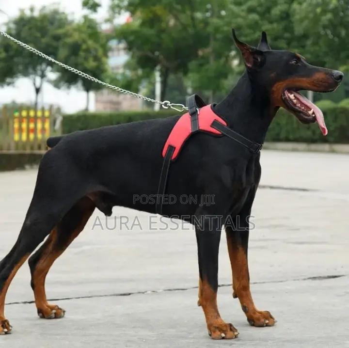 Adjustable Dog Vest Harness