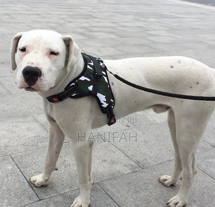 New Adjustable Dog Harness