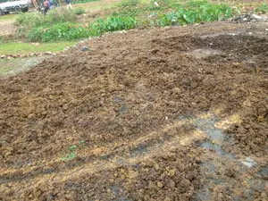 Manure ( Cow Dung )