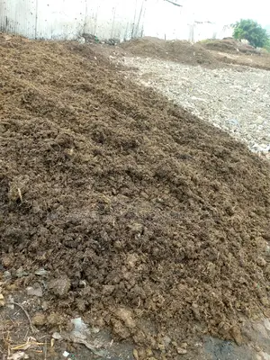 Manure ( Cow Dung )
