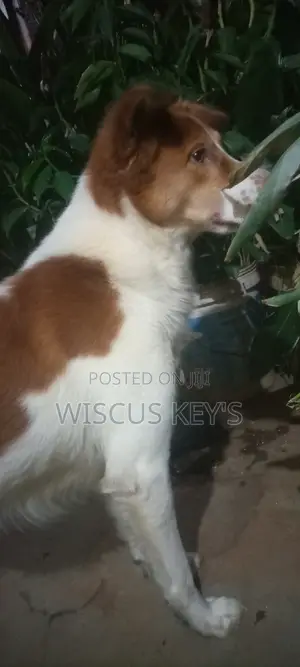 1+ year Male Purebred Border Collie