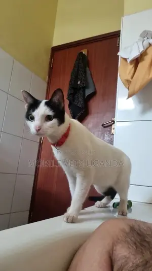 6-12 months Male Purebred American Bobtail