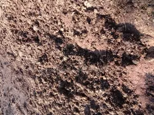 Manure ( Cow Dung)