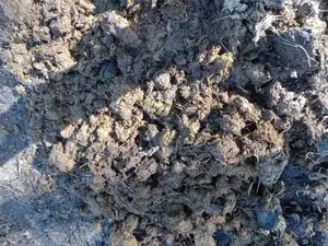 Manure ( Cow Dung)