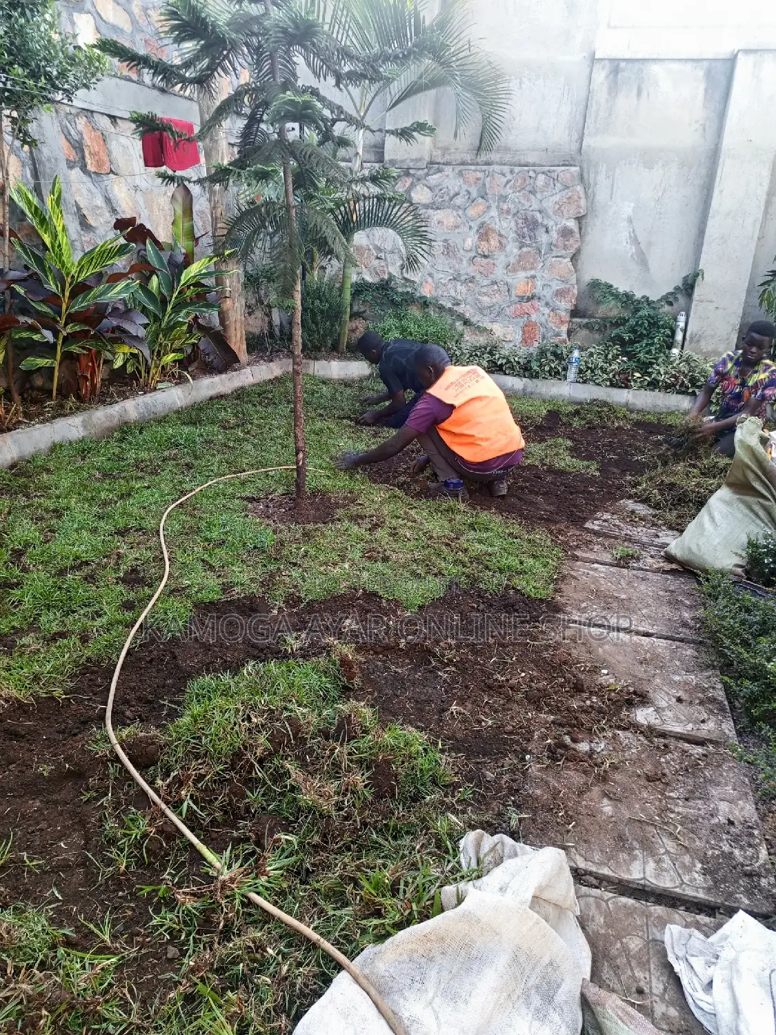 Hybrid Paspulam Grass/ Natural Lawn/ Compound Grass