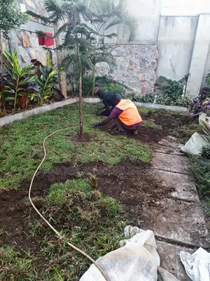 Hybrid Paspulam Grass/ Natural Lawn/ Compound Grass